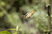 Rufous-capped Babbler, Lingmethang Road, Mongar, Bhutan, April 2008 - click for larger image