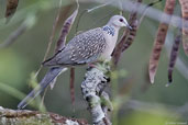 Spotted Dove, Kori La, Mongar, Bhutan, April 2008 - click for larger image