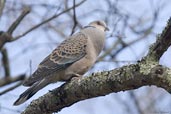 Oriental Turtle Dove, Drugyel Dzong, Paro, Bhutan, March 2008 - click for larger image