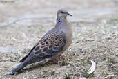 Oriental Turtle Dove, Punakha, Bhutan, March 2008 - click for larger image