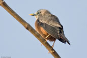 Chestnut-tailed Starling, Punakha, Bhutan, March 2008 - click for larger image