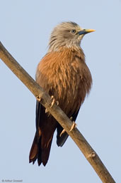 Chestnut-tailed Starling, Punakha, Bhutan, March 2008 - click for larger image