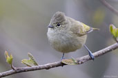 Yellow-browed Tit, Pele La, Wangdue Phodrang, Bhutan, March 2008 - click for larger image