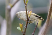 Yellow-browed Tit, Pele La, Wangdue Phodrang, Bhutan, March 2008 - click for larger image