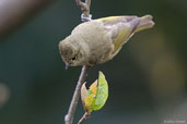 Yellow-browed Tit, Pele La, Wangdue Phodrang, Bhutan, March 2008 - click for larger image