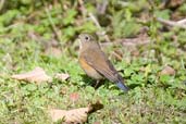 Female Orange-fronted Bush Robin, Kori La, Mongar, Bhutan, April 2008 - click for larger image