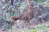 Female Satyr Tragopan, Punakha, Bhutan, March 2008 - click for larger image