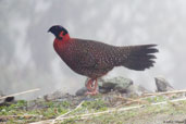 Male Satyr Tragopan, Thrumsing La, Mongar, Bhutan, April 2008 - click for larger image