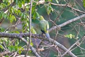 Pin-tailed Green Pigeon, Deothang, Samdrup Jongkhar, Bhutan, April 2008 - click for larger image