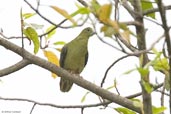 Pin-tailed Green Pigeon, Deothang, Samdrup Jongkhar, Bhutan, April 2008 - click for larger image