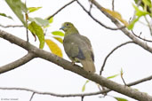 Pin-tailed Green Pigeon, Deothang, Samdrup Jongkhar, Bhutan, April 2008 - click for larger image