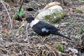 Male White-collared Blackbird, Drugyel Dzong, Paro, Bhutan, March 2008 - click for larger image