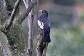 Male Grey-winged Blackbird, Lingmethang Road, Mongar, Bhutan, April 2008 - click for larger image