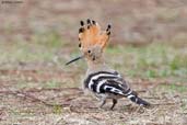 Hoopoe, Punakha, Bhutan, March 2008 - click for larger image