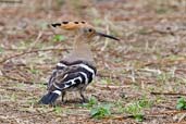 Hoopoe, Punakha, Bhutan, March 2008 - click for larger image