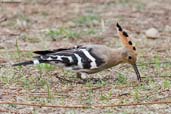 Hoopoe, Punakha, Bhutan, March 2008 - click for larger image