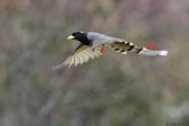 Yellow-billed Blue Magpie, Yutang La, Bumthang, Bhutan, April 2008 - click for larger image