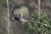 Yellow-billed Blue Magpie, Yutang La, Bumthang, Bhutan, April 2008 - click for larger image