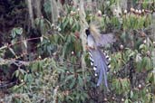 Yellow-billed Blue Magpie, Thrumsing La, Mongar, Bhutan, April 2008 - click for larger image