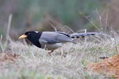 Yellow-billed Blue Magpie, Thrumsing La, Mongar, Bhutan, April 2008 - click for larger image