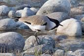 River Lapwing, Paro, Bhutan, March 2008 - click for larger image