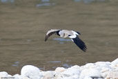 River Lapwing, Thimphu, Bhutan, March 2008 - click for larger image