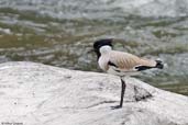 River Lapwing, Mo Chu River, Punakha, Bhutan, March 2008 - click for larger image