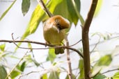 White-naped Yuhina, Shemgang, Bhutan, March 2008 - click for larger image