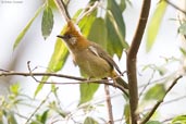 White-naped Yuhina, Shemgang, Bhutan, March 2008 - click for larger image