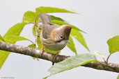 Whiskered Yuhina, Shemgang, Bhutan, April 2008 - click for larger image