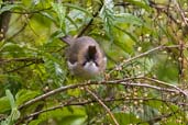 Whiskered Yuhina, Shemgang, Bhutan, April 2008 - click for larger image