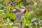 Whiskered Yuhina, Shemgang, Bhutan, April 2008 - click for larger image