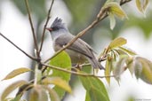 Black-chinned Yuhina, Shemgang, Bhutan, April 2008 - click for larger image