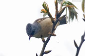 Black-chinned Yuhina, Shemgang, Bhutan, April 2008 - click for larger image