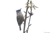 Black-chinned Yuhina, Shemgang, Bhutan, April 2008 - click for larger image