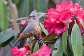 Rufous-vented Yuhina, Thrumsing La, Mongar, Bhutan, April 2008 - click for larger image