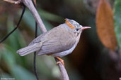 Rufous-vented Yuhina, Thrumsing La, Mongar, Bhutan, April 2008 - click for larger image