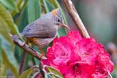 Rufous-vented Yuhina, Lingmethang Road, Mongar, Bhutan, April 2008 - click for larger image