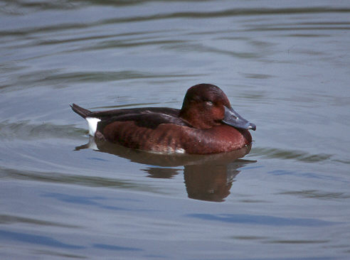 http://www.arthurgrosset.com/europebirds/photos/aytnyr%20491.jpg