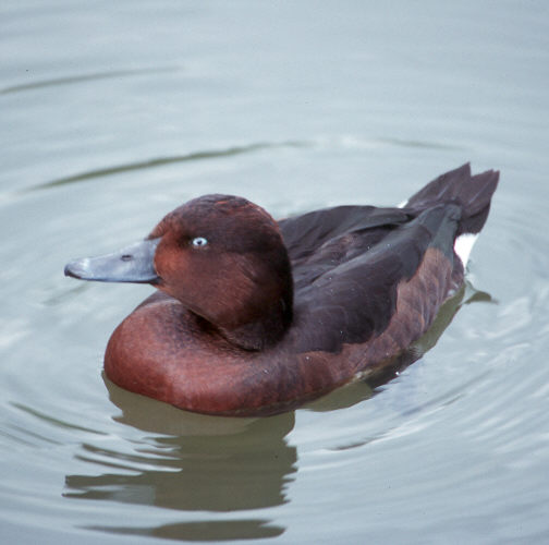 http://www.arthurgrosset.com/europebirds/photos/aytnyr%20495.jpg