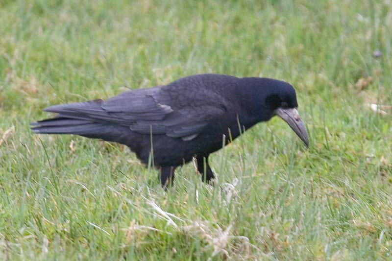 Rook (Corvus frugilegus) - British Birds - Woodland Trust