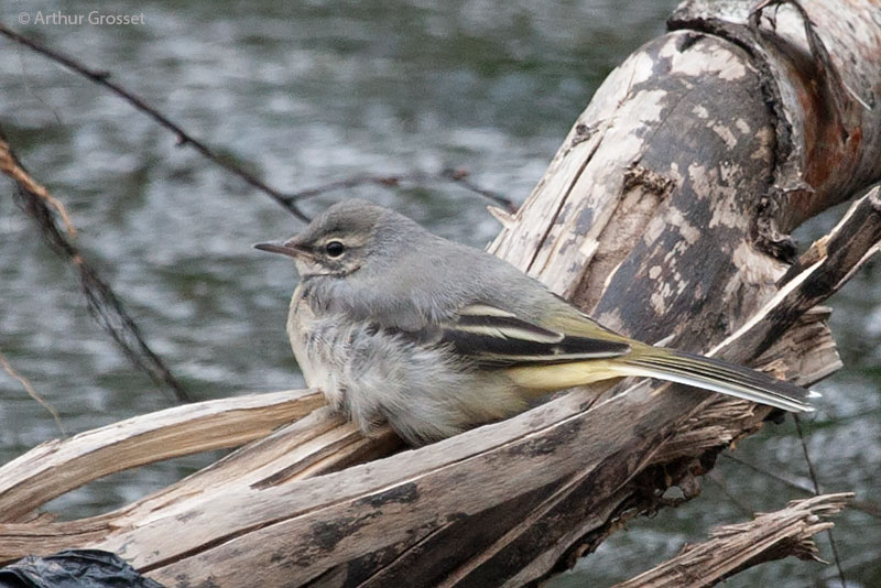 grey wagtail