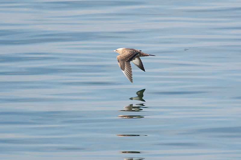 Pictures Of Arctic Skua - Free Arctic Skua pictures 