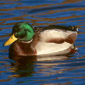 Mallard, Scotland, November 2000 - click for larger image