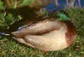 Mallard, Scotland, November 2000 - click for larger image