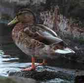 Mallard, Scotland, September 1999 - click for larger image