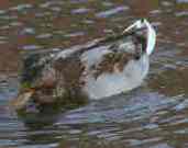 Mallard, Scotland, September 1999 - click for larger image