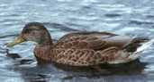 Mallard, Scotland, September 1999 - click for larger image