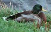 Mallard, Scotland, September 1999 - click for larger image