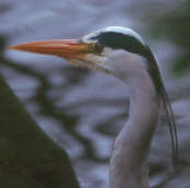 Edinburgh, Scotland, March 2000 - click for larger image